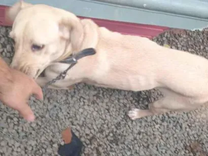 Cachorro raça SRD-ViraLata idade 1 ano nome Bibi