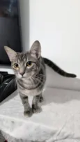 Cinzenta
