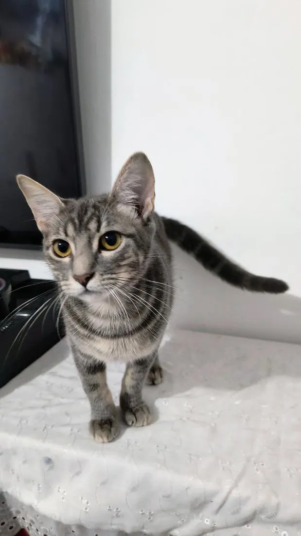Gato raça SRD-ViraLata idade 7 a 11 meses nome Cinzenta