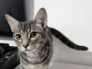 Gato raça SRD-ViraLata idade 7 a 11 meses nome Cinzenta