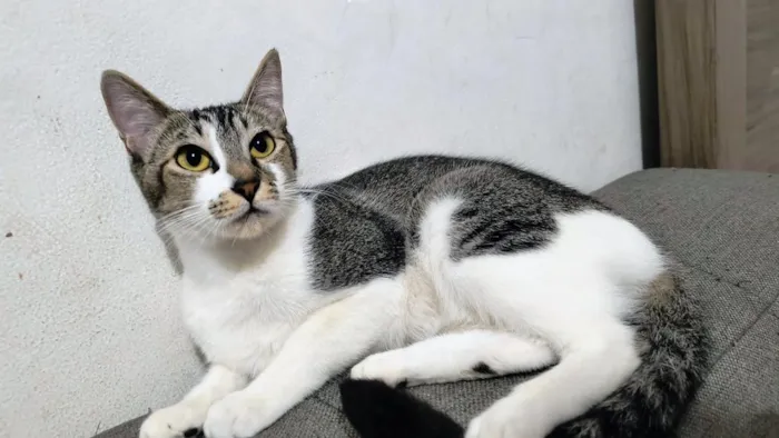 Gato raça SRD-ViraLata idade 7 a 11 meses nome Nina