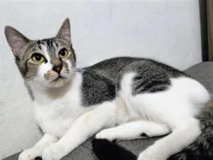 Gato raça SRD-ViraLata idade 7 a 11 meses nome Nina