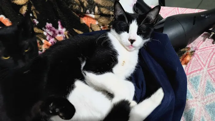Gato raça SRD-ViraLata idade 1 ano nome Frajola