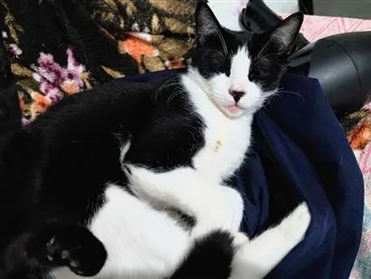 Gato raça SRD-ViraLata idade 1 ano nome Frajola