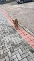 Spike