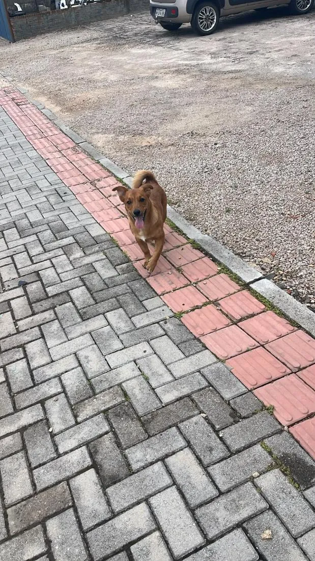 Cachorro raça SRD-ViraLata idade 2 a 6 meses nome Spike