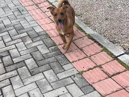Cachorro raça SRD-ViraLata idade 2 a 6 meses nome Spike