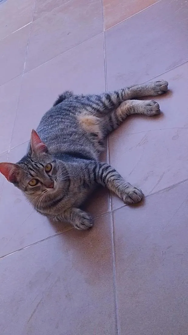 Gato raça SRD-ViraLata idade 2 anos nome Neymar