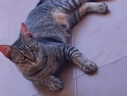 Gato raça SRD-ViraLata idade 2 anos nome Neymar