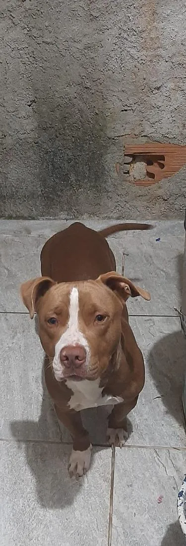 Cachorro raça Pit-Bull idade 3 anos nome Bolt