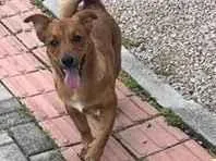 Cachorro raça SRD-ViraLata idade 2 a 6 meses nome Spike