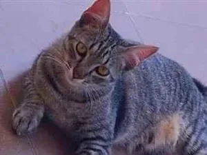 Gato raça SRD-ViraLata idade 2 anos nome Neymar