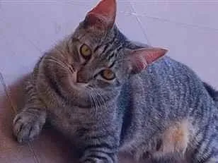Gato raça SRD-ViraLata idade 2 anos nome Neymar