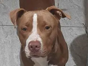 Cachorro raça Pit-Bull idade 3 anos nome Bolt