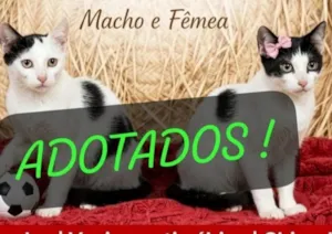 Gato raça SRD-ViraLata idade 2 a 6 meses nome Lok e Lara: 6meses