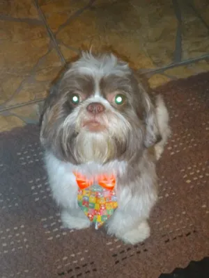 Cachorro raça Shitzu idade 4 anos nome floquinho