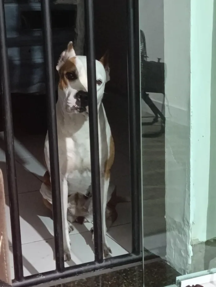 Cachorro raça Pit-Bull idade 5 anos nome Mileide