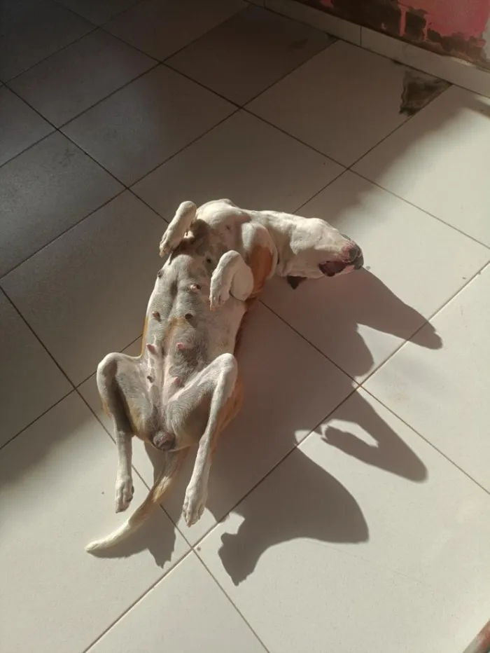 Cachorro raça Pit-Bull idade 5 anos nome Mileide