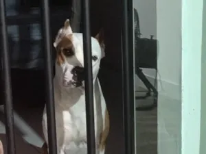 Cachorro raça Pit-Bull idade 5 anos nome Mileide