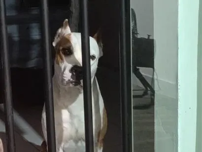 Cachorro raça Pit-Bull idade 5 anos nome Mileide