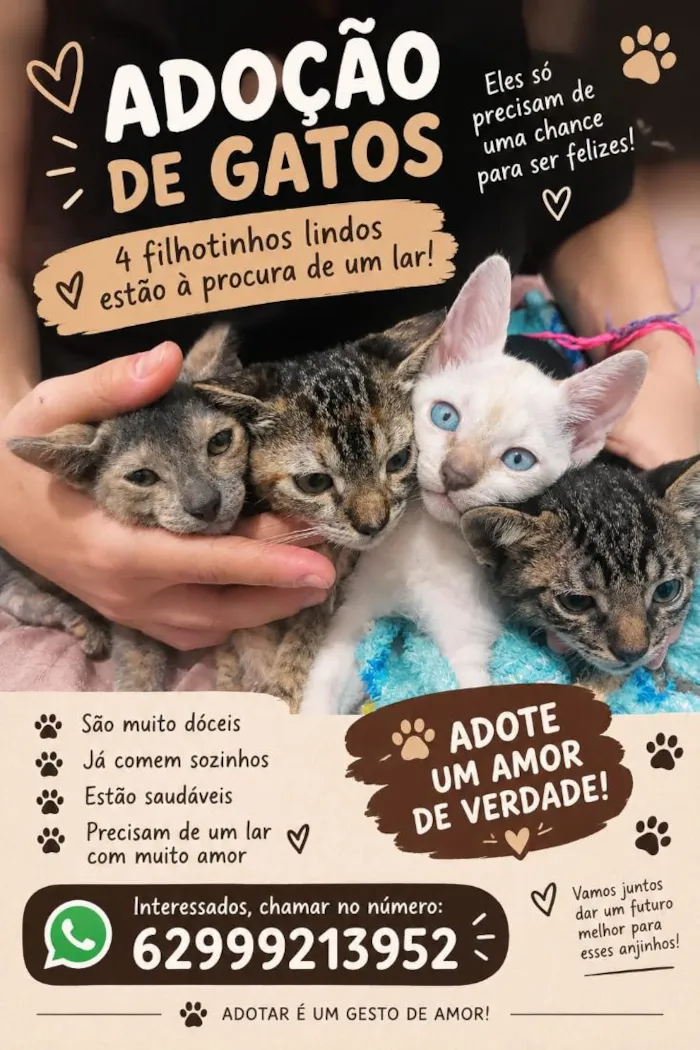 Gato raça SRD-ViraLata idade 2 a 6 meses nome não tem nome