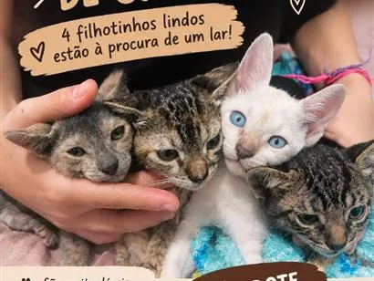 Gato raça SRD-ViraLata idade 2 a 6 meses nome não tem nome