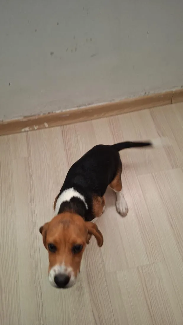 Cachorro raça SRD-ViraLata idade 2 a 6 meses nome Celly