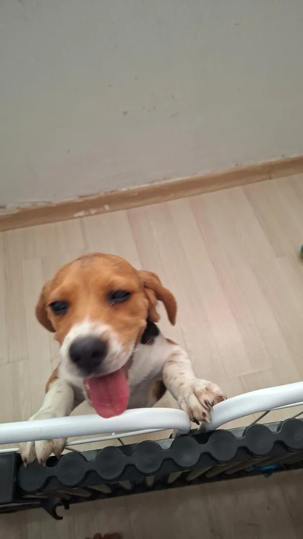 Cachorro raça SRD-ViraLata idade 2 a 6 meses nome Celly