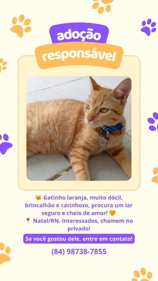 Gato raça  idade 7 a 11 meses nome não sei