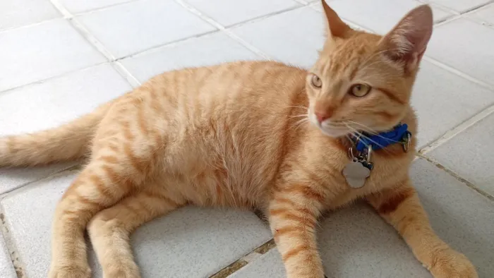 Gato raça  idade 7 a 11 meses nome não sei