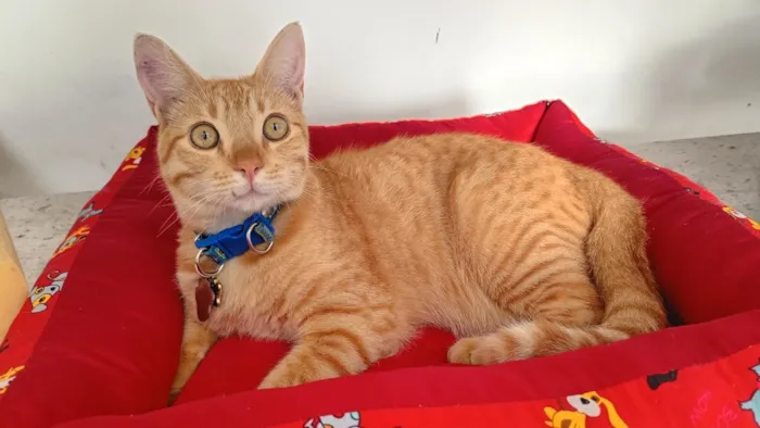 Gato raça  idade 7 a 11 meses nome não sei