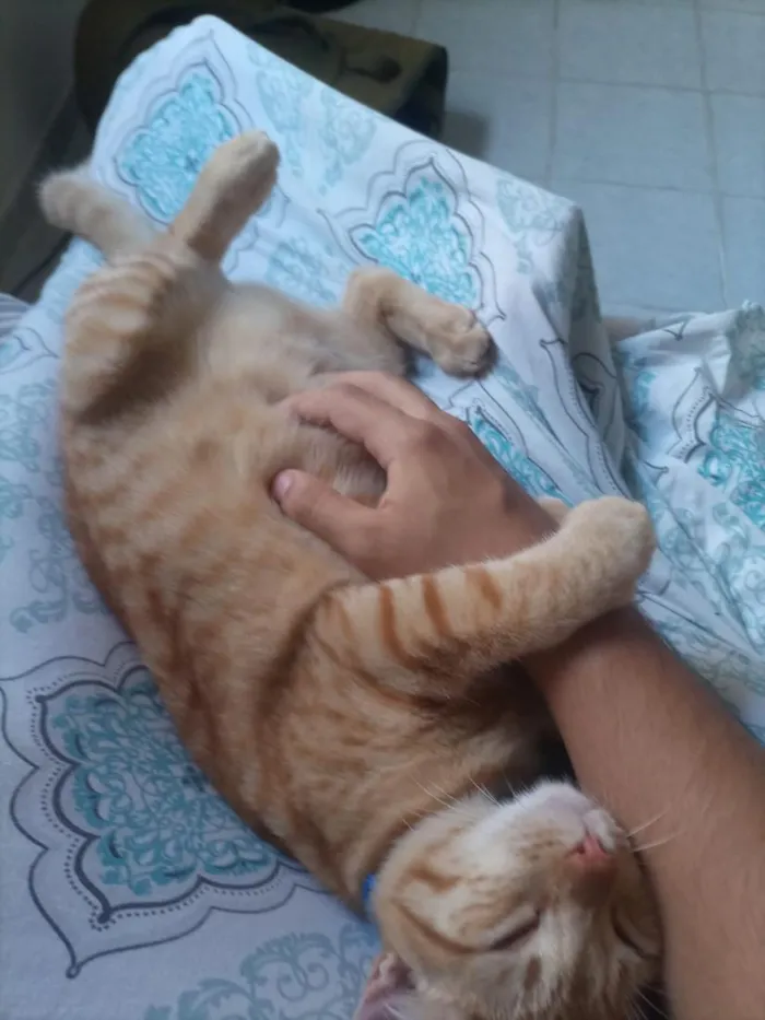 Gato raça  idade 7 a 11 meses nome não sei