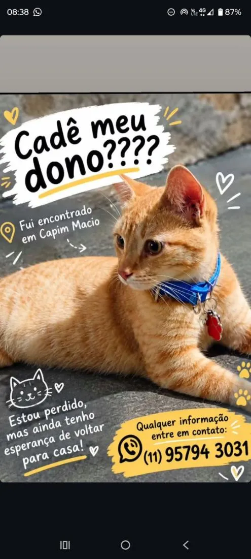 Gato raça  idade 7 a 11 meses nome não sei