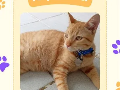 Gato raça  idade 7 a 11 meses nome não sei