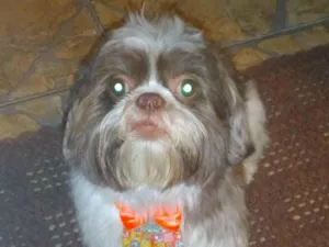 Cachorro raça Shitzu idade 4 anos nome floquinho