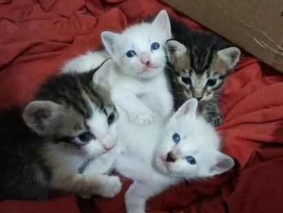 Gato raça SRD-ViraLata idade Abaixo de 2 meses nome Filhotes sem nome!
