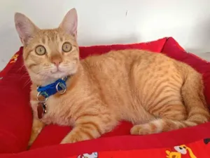 Gato raça  idade 7 a 11 meses nome não sei