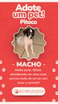 Pitoco
