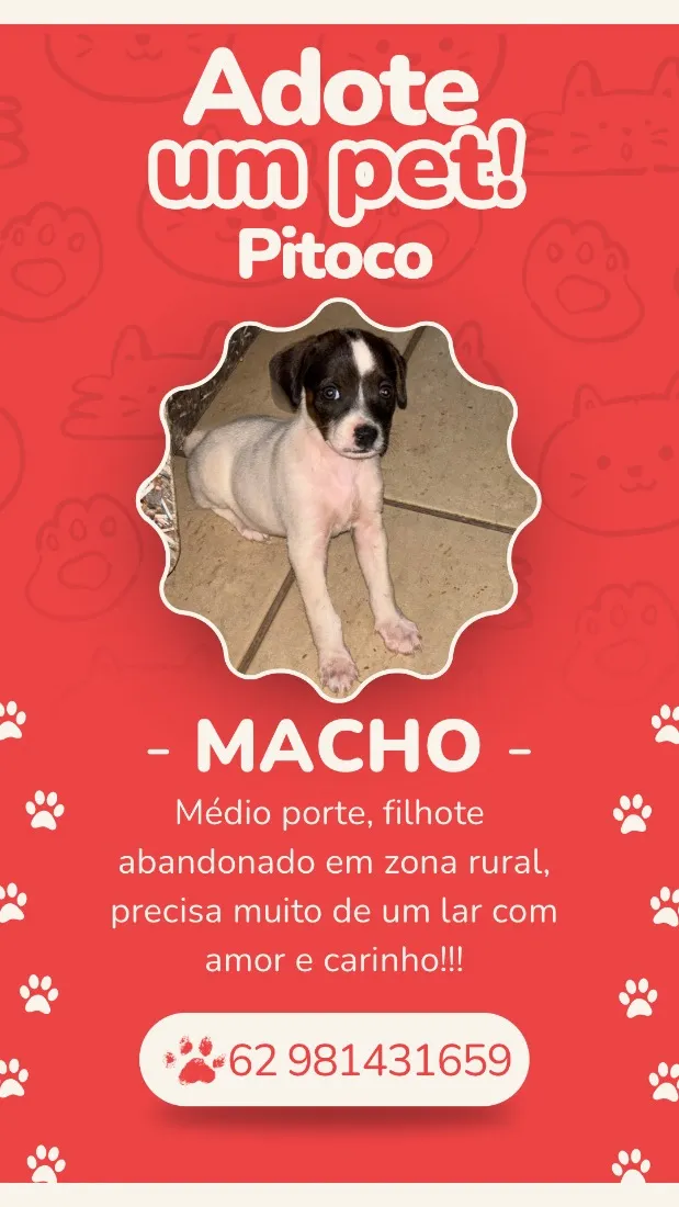 Cachorro raça SRD-ViraLata idade 2 a 6 meses nome Pitoco