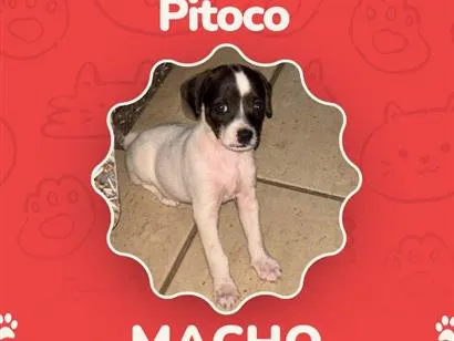 Cachorro raça SRD-ViraLata idade 2 a 6 meses nome Pitoco