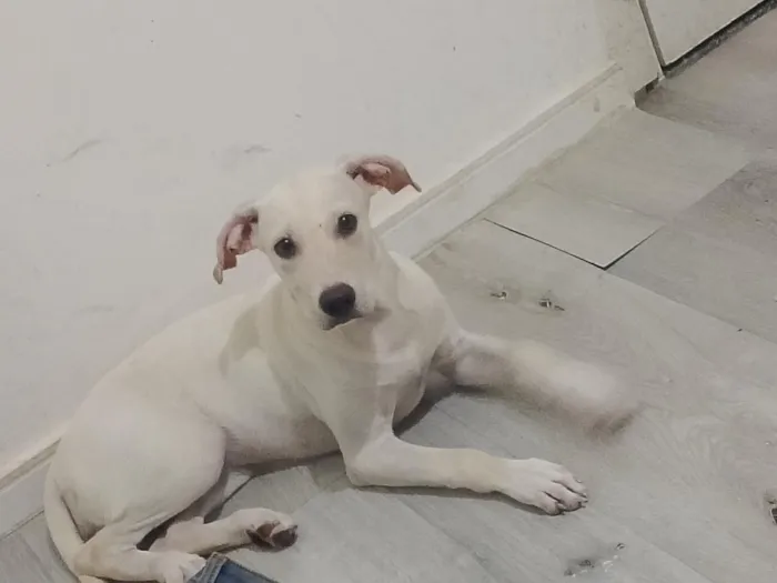 Cachorro raça Labrador idade 2 a 6 meses nome Kira