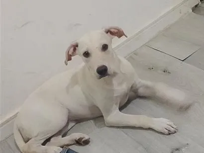 Cachorro raça Labrador idade 2 a 6 meses nome Kira