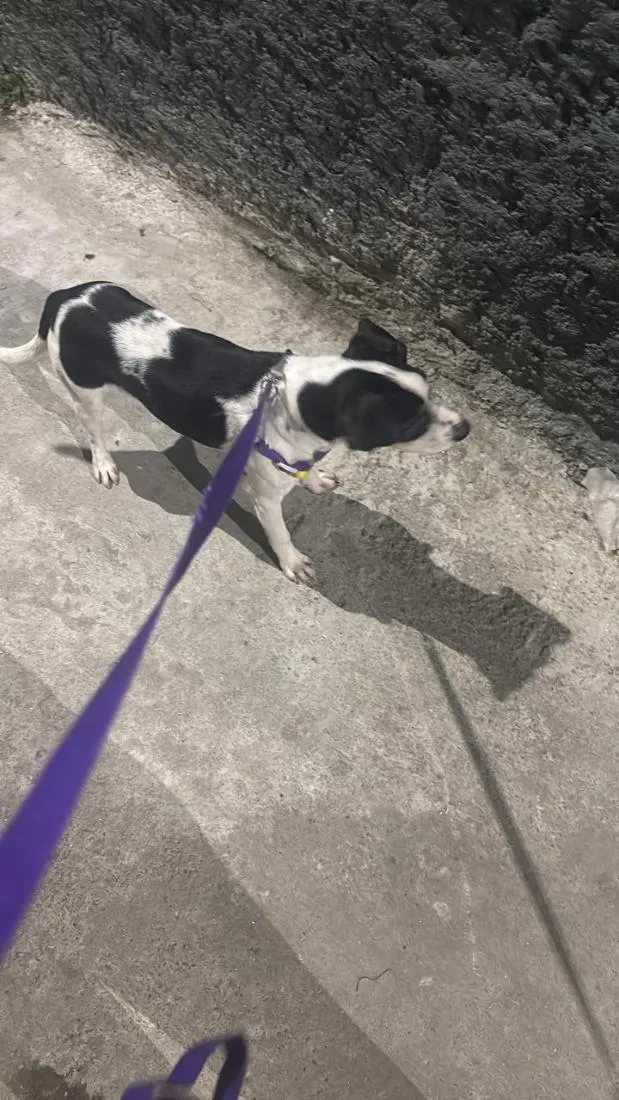 Cachorro raça SRD-ViraLata idade 7 a 11 meses nome Pipoca