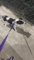 Pipoca