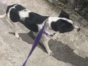Cachorro raça SRD-ViraLata idade 7 a 11 meses nome Pipoca