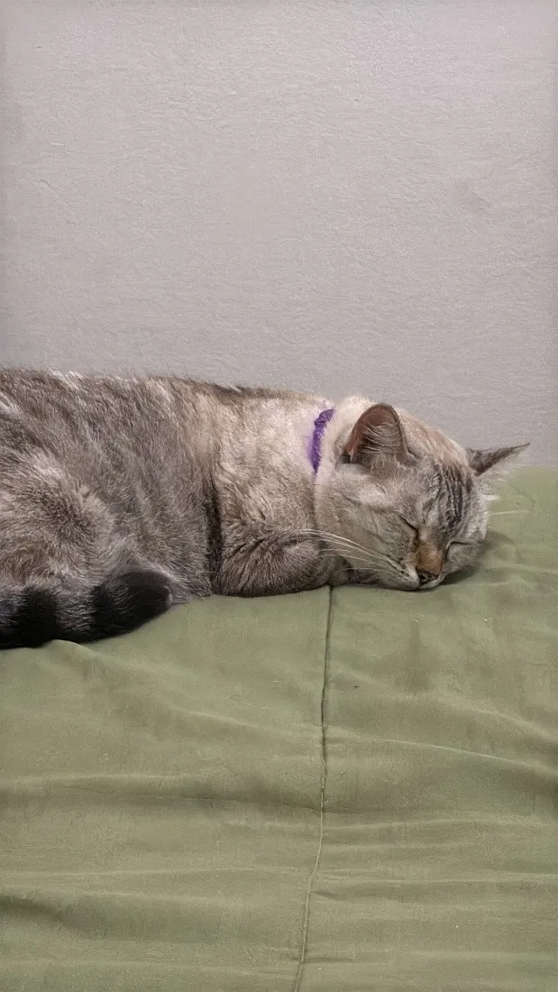 Gato raça SRD-ViraLata idade 4 anos nome Madonna