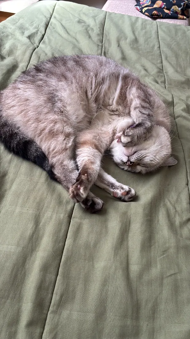 Gato raça SRD-ViraLata idade 4 anos nome Madonna