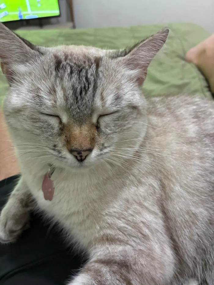 Gato raça SRD-ViraLata idade 4 anos nome Madonna