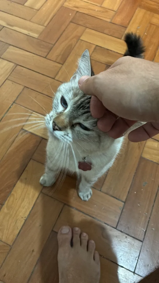 Gato raça SRD-ViraLata idade 4 anos nome Madonna