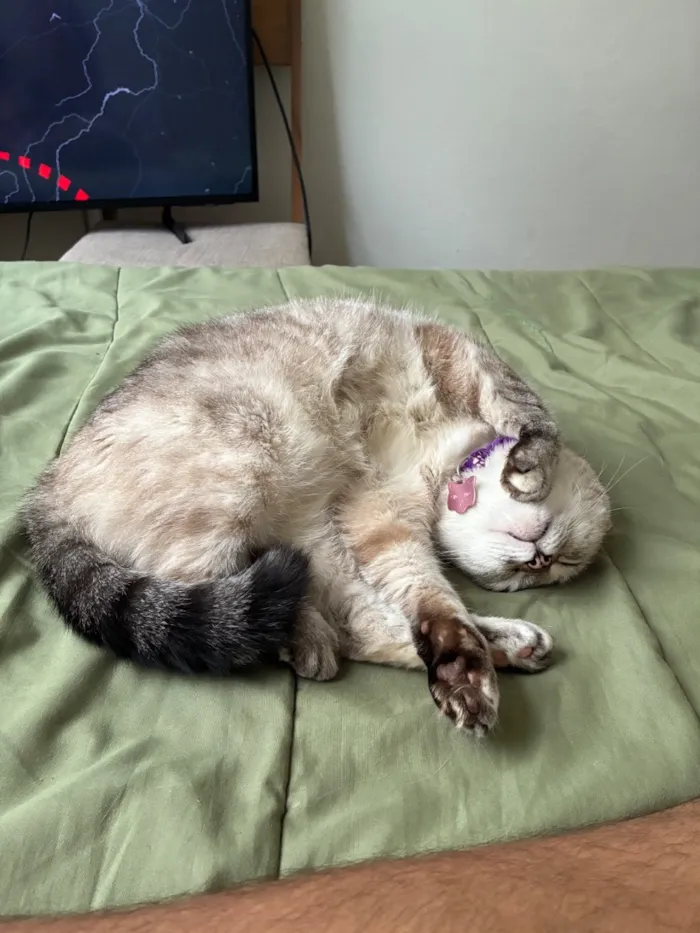 Gato raça SRD-ViraLata idade 4 anos nome Madonna